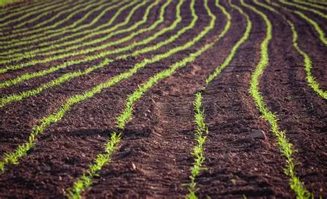 Agricultura Orgánica